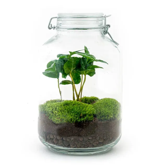 Urbanjungl Jar Bonsai planten terrarium DIY kit Ø18 cm
