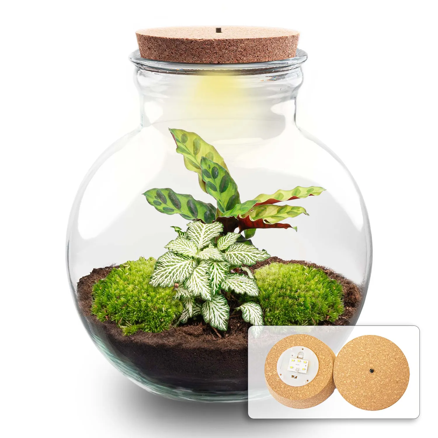 Urbanjungl Teddy planten terrarium DIY kit 25 cm met licht