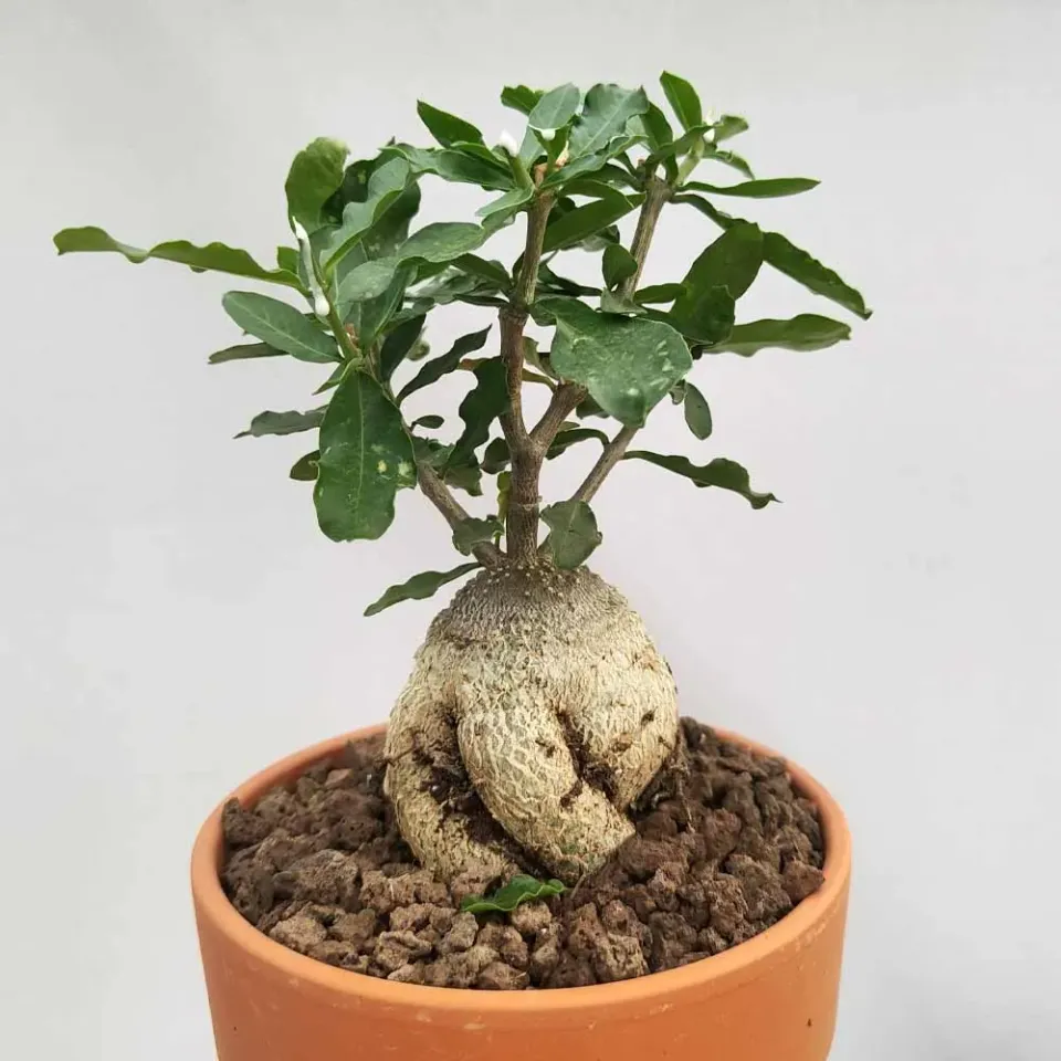 The Natural World Fockea edulis caudexplant eetbaar
