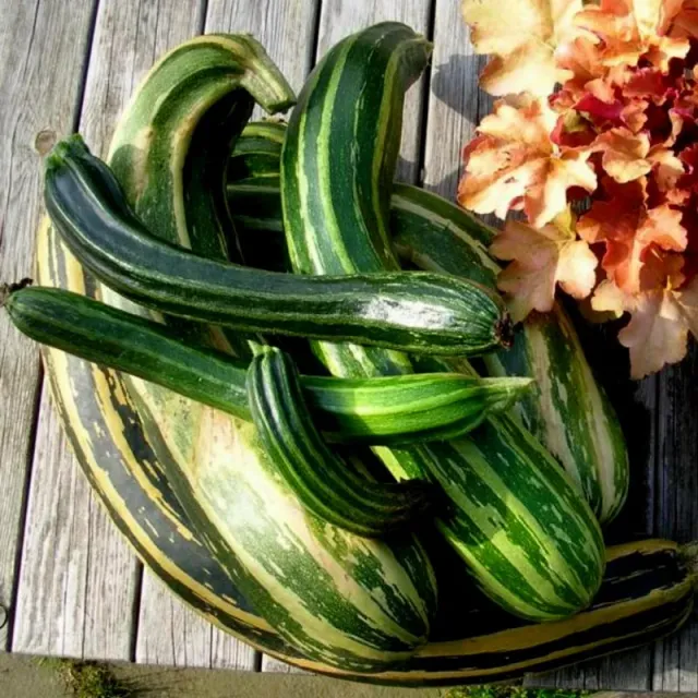 The Natural World Striato d'Italia courgettezaden eetbaar
