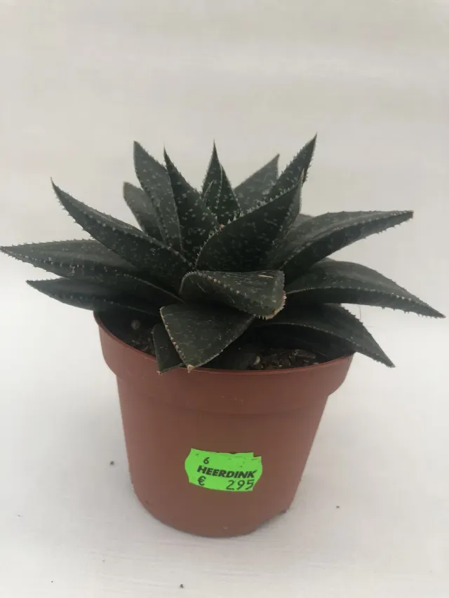 Tuincentrum Heerdink Aloe aristata vetplant rozet groen