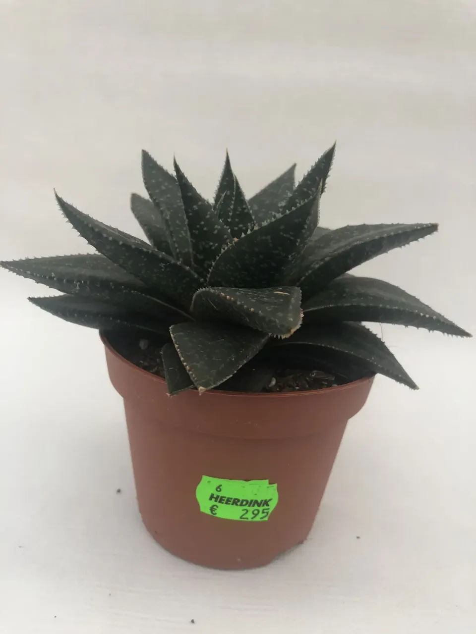Tuincentrum Heerdink Aloe aristata vetplant rozet groen
