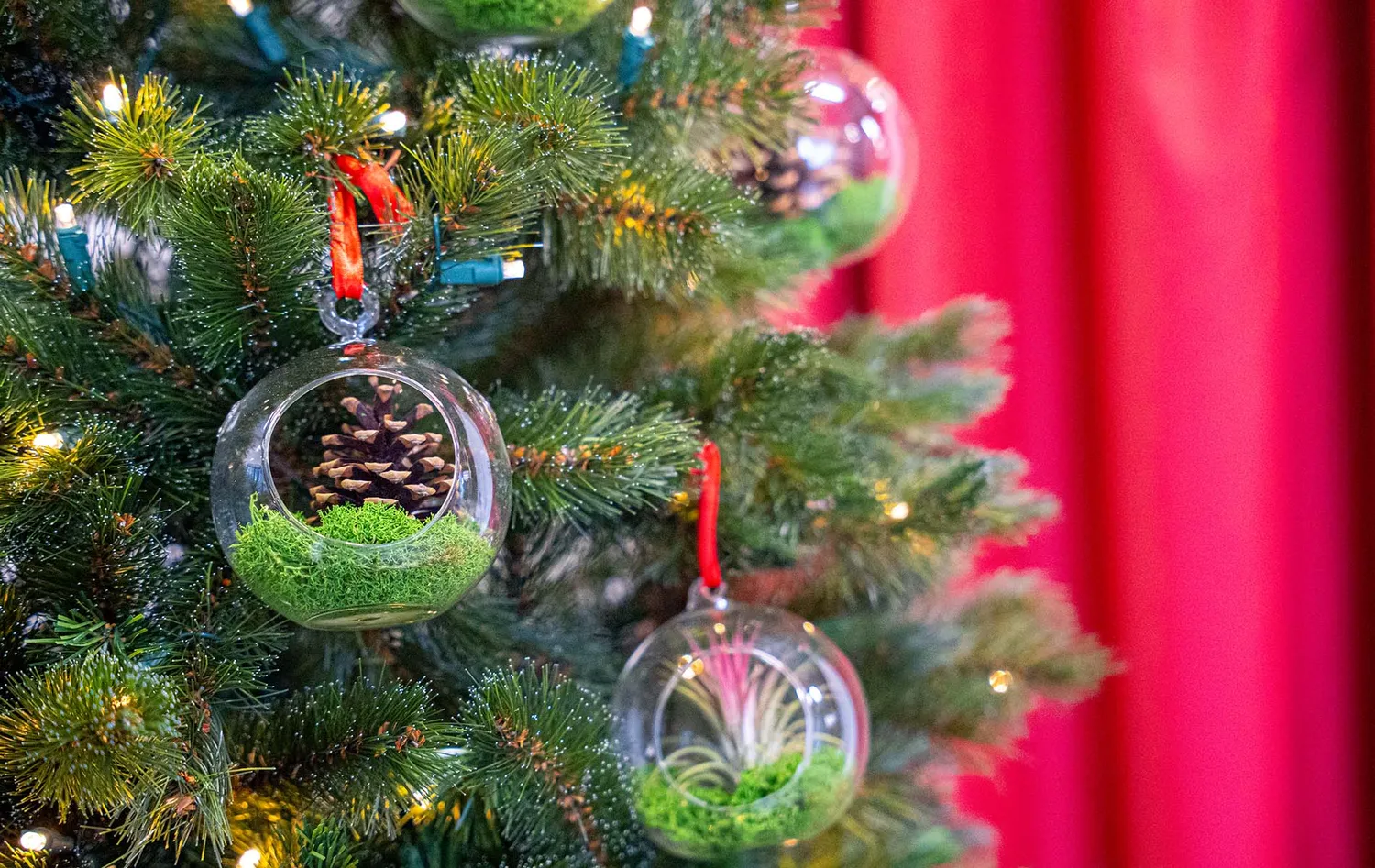 Urbanjungl Kerstbal glas hangend met airplant en mos