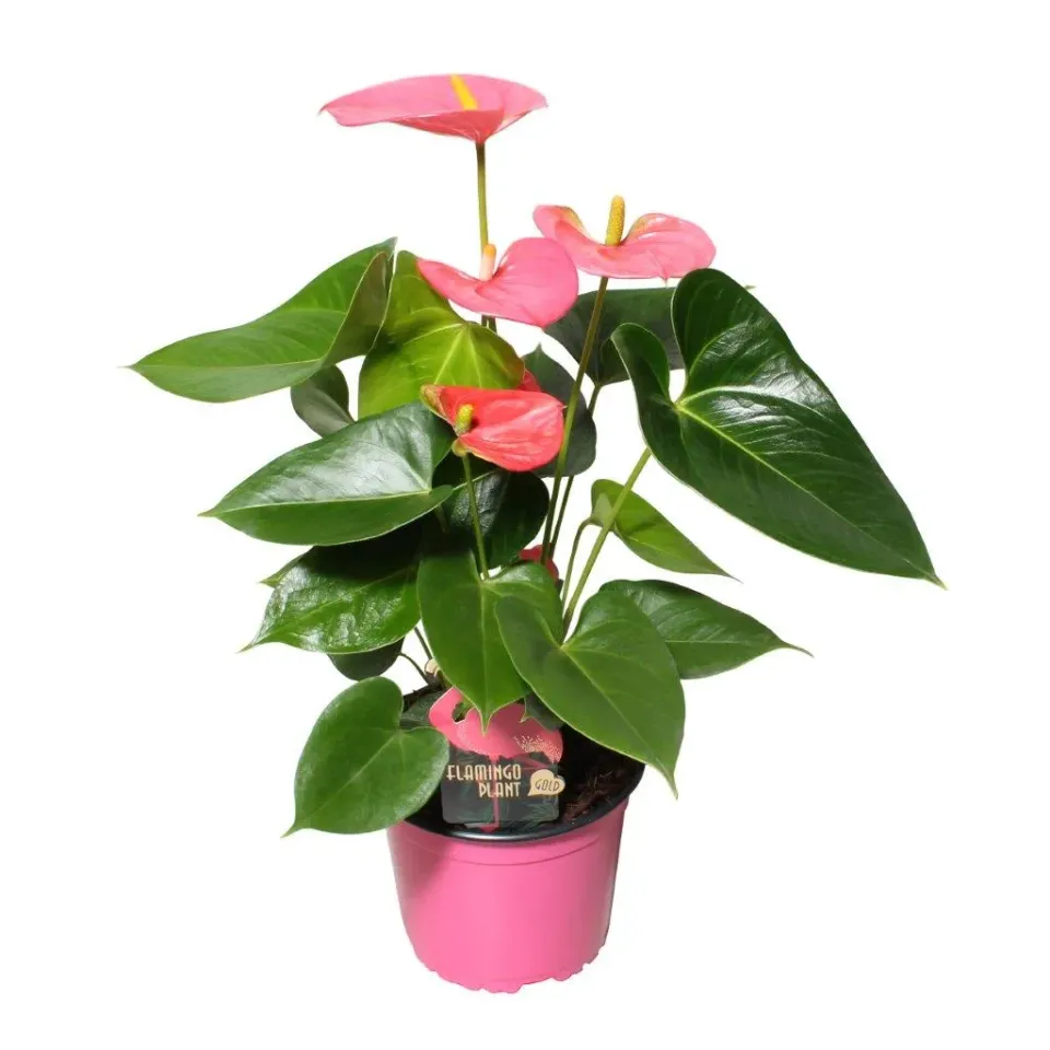 XL-Bloom YoungPlants XL.162 Arisa Pink Impr. jonge plant eetbaar