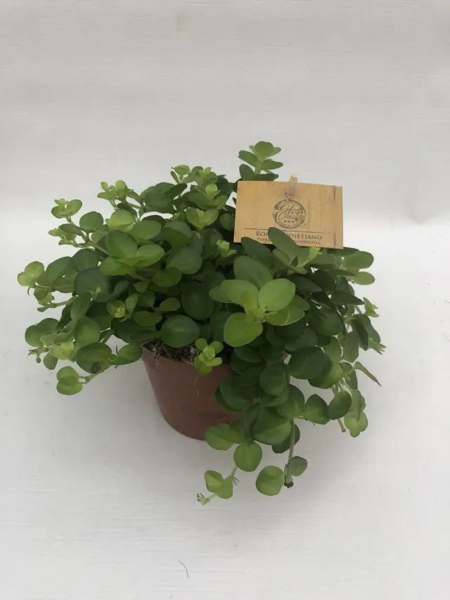 Tuincentrum Heerdink Peperomia Rotundifolia kamerplant 15 cm