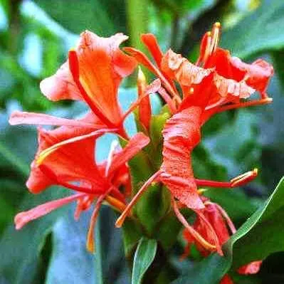 The Natural World Hedychium greenii kuipplant