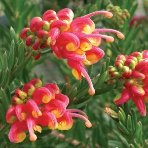 The Natural World Grevillea Fireworks plant bloeiend