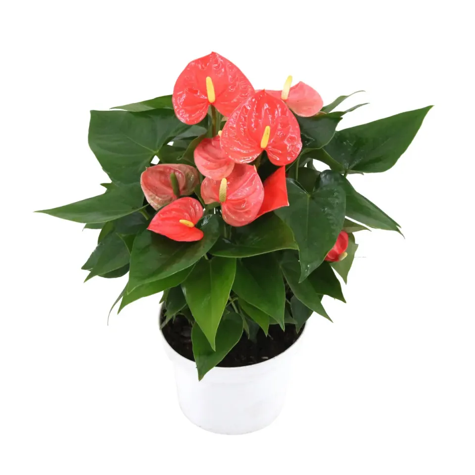 XL-Bloom YoungPlants XL.115 Arisa Orange P9 jonge plant eetbaar