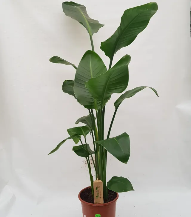 Strelitzia Augusta kamerplant groot groen blad