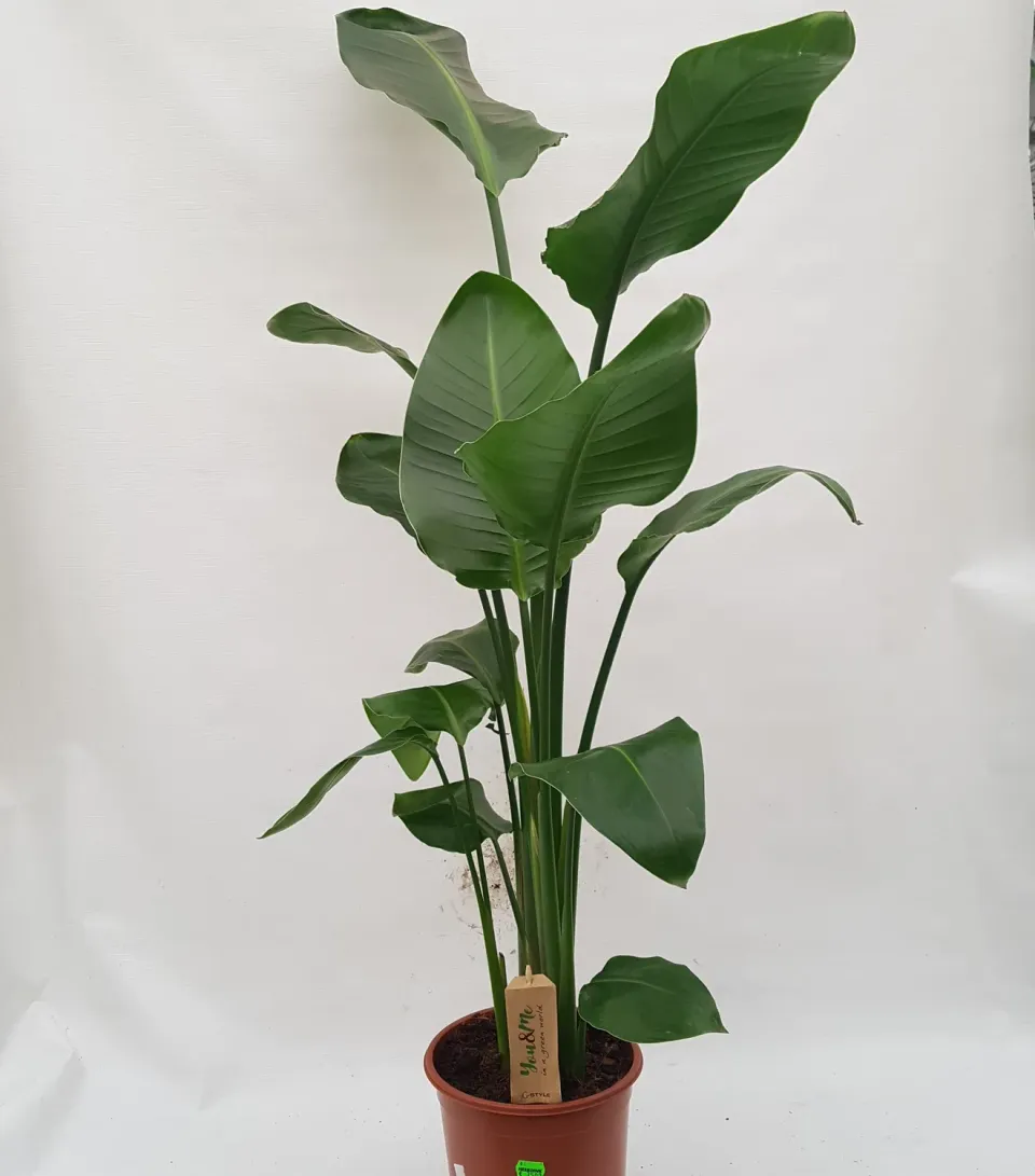 Strelitzia Augusta kamerplant groot groen blad