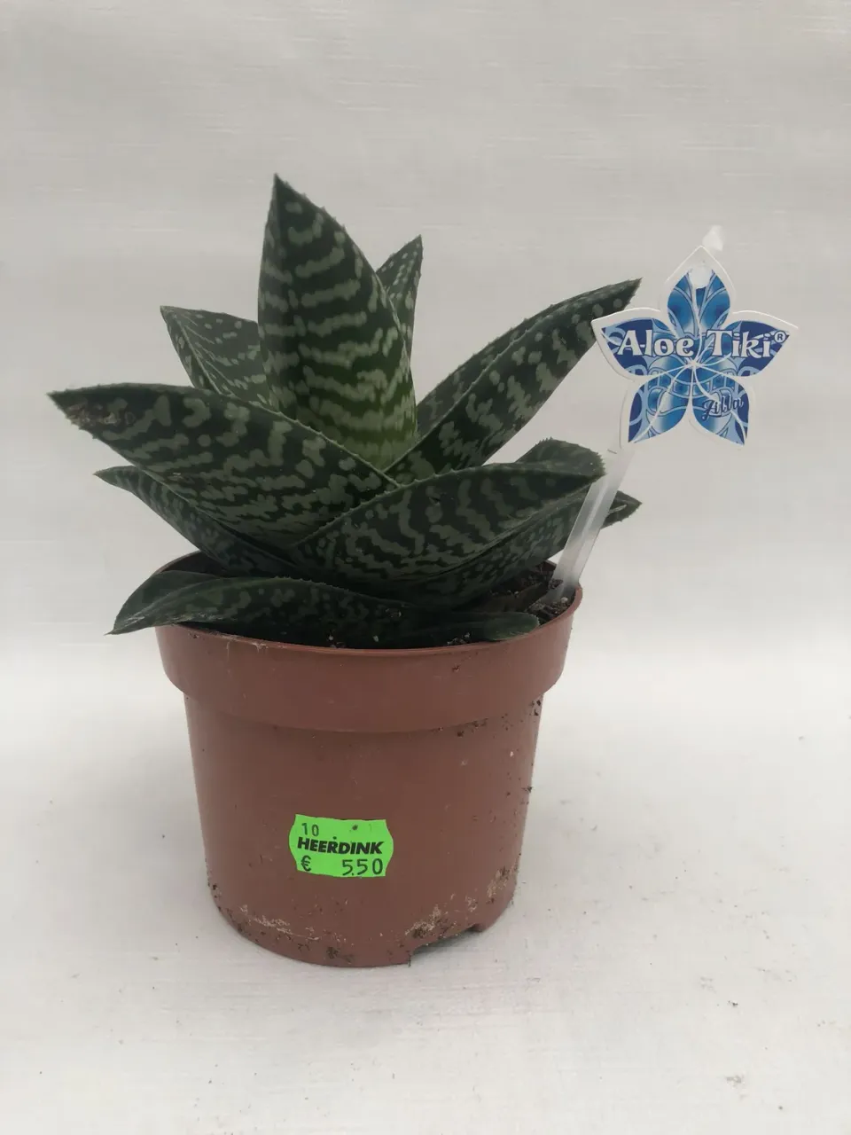 Heerdink Aloe Tiki Zilla vetplant rood gespikkeld