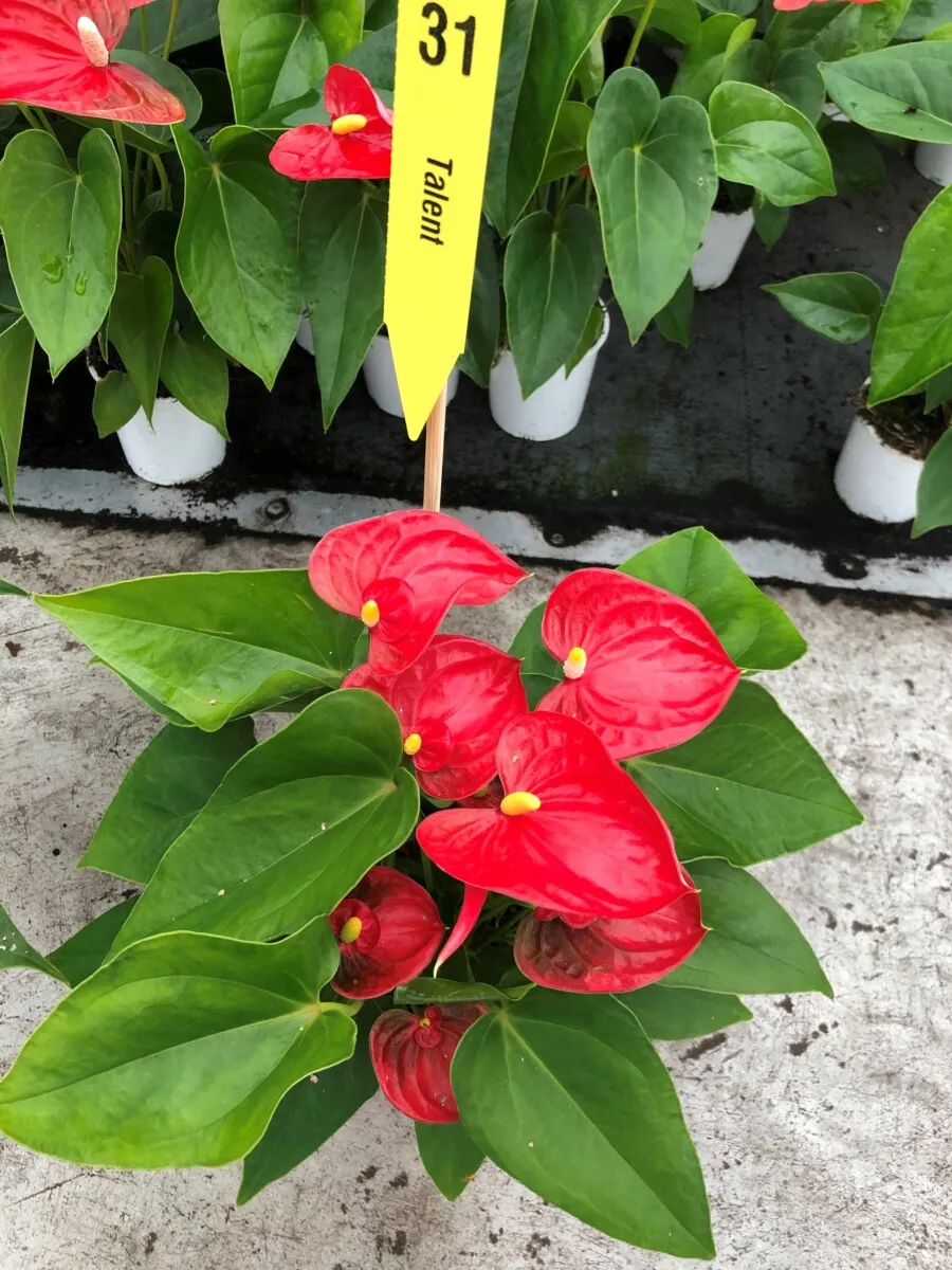 XL-Bloom YoungPlants XL.113 aardbeiplant Super Jambo Red P9 zoet