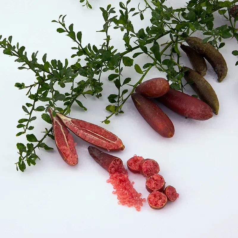The Natural World Citrus australasica Pink Ice fingerlime plant