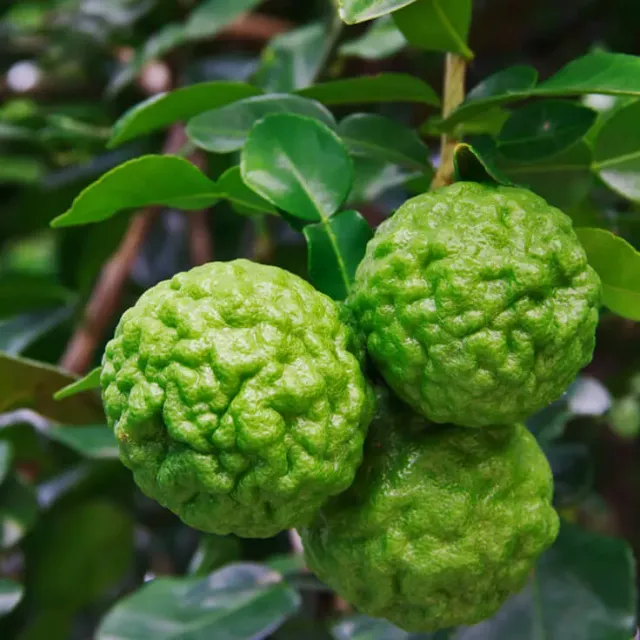 The Natural World Citrus hystrix citrusplant middel eetbaar blad