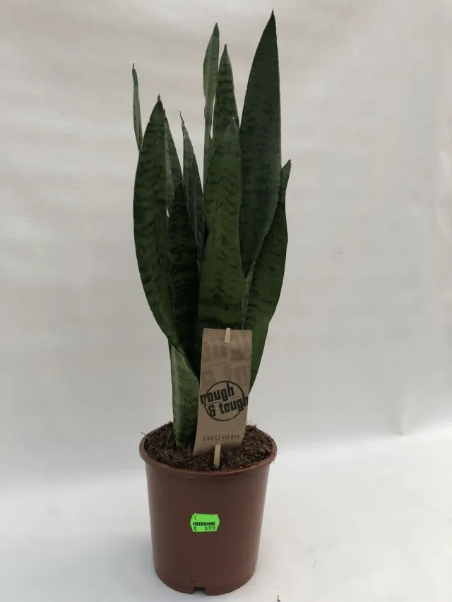 Sansevieria Cylindrica kamerplant gevlochten onderhoudsarm