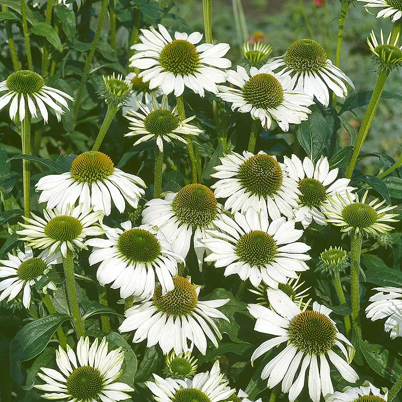 The Natural World Echinacea purpurea Alba zonnehoedplant P9