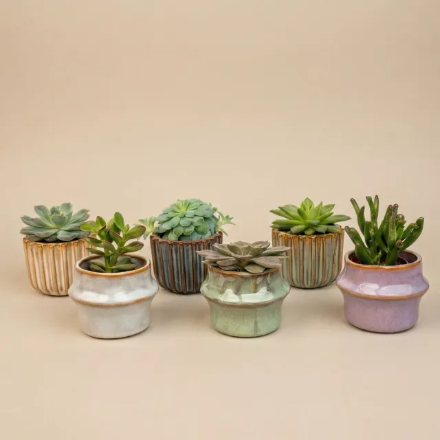 Urbanjungl Barcelona succulenten set 6 keramiek 8-12 cm