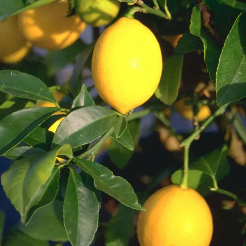 The Natural World Citrus Four Seasons citroenboom eetbaar