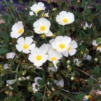 The Natural World Cistus obtusifolius rotsroosplant P9 wit
