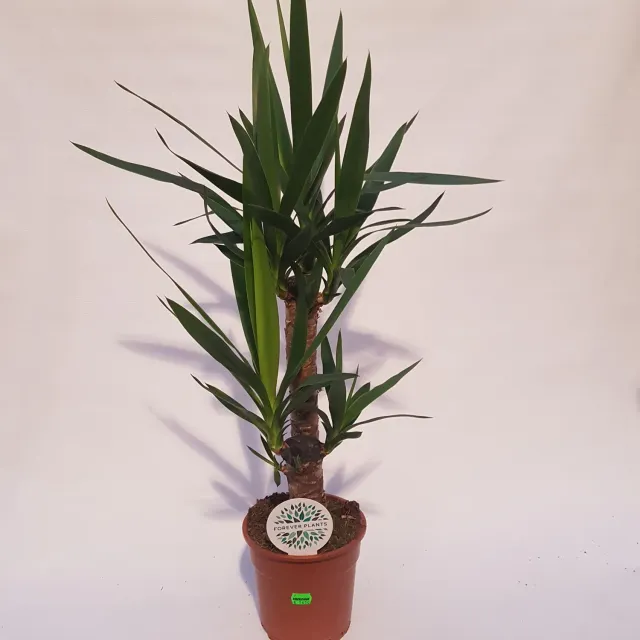 Tuincentrum Heerdink Yucca Elephantipes Palmlelie Kamerplant 75 cm