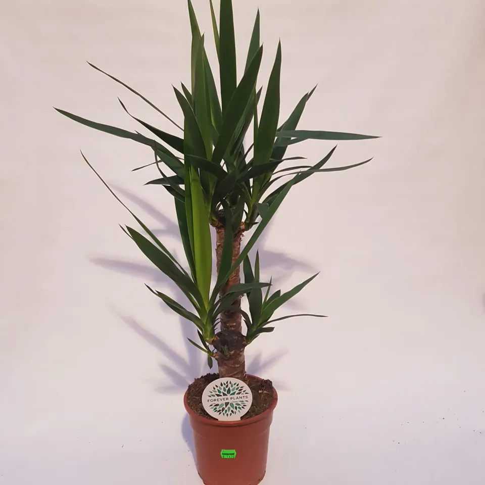 Tuincentrum Heerdink Yucca Elephantipes Palmlelie Kamerplant 75 cm
