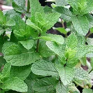 The Natural World Mentha Marrakech muntplant eetbaar