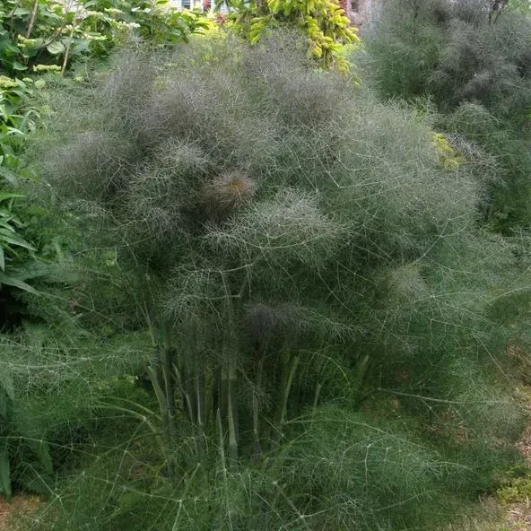 The Natural World Foeniculum vulgare purpureum venkel brons
