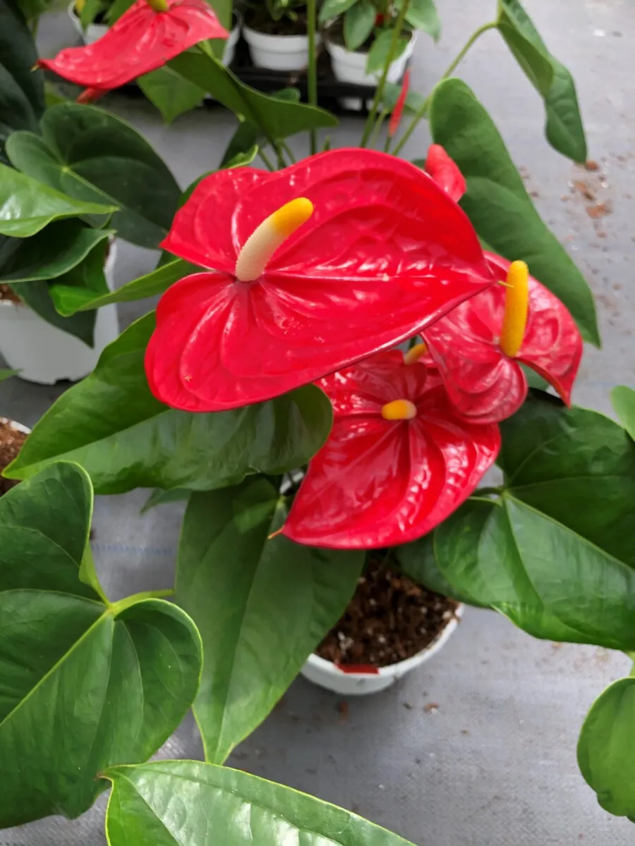 XL-Bloom YoungPlants XL.77 aardbeiplant Famous Leo