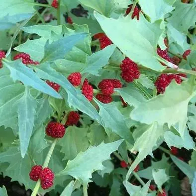 The Natural World aardbeispinazie zaden eetbaar moestuin