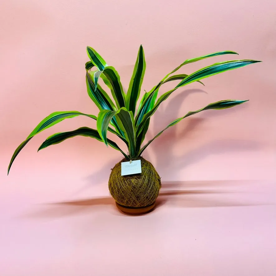 House of Koko Lemon Lime kokedama zonder schaaltje