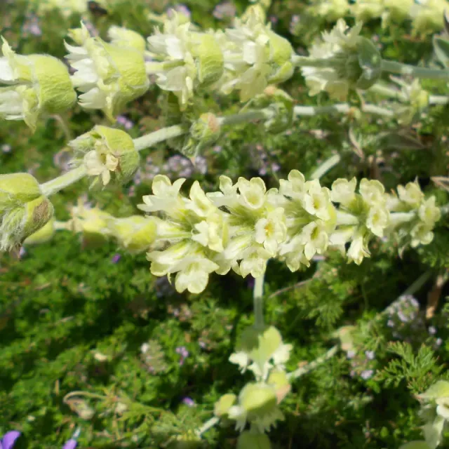The Natural World Sideritis syriaca plant bergthee