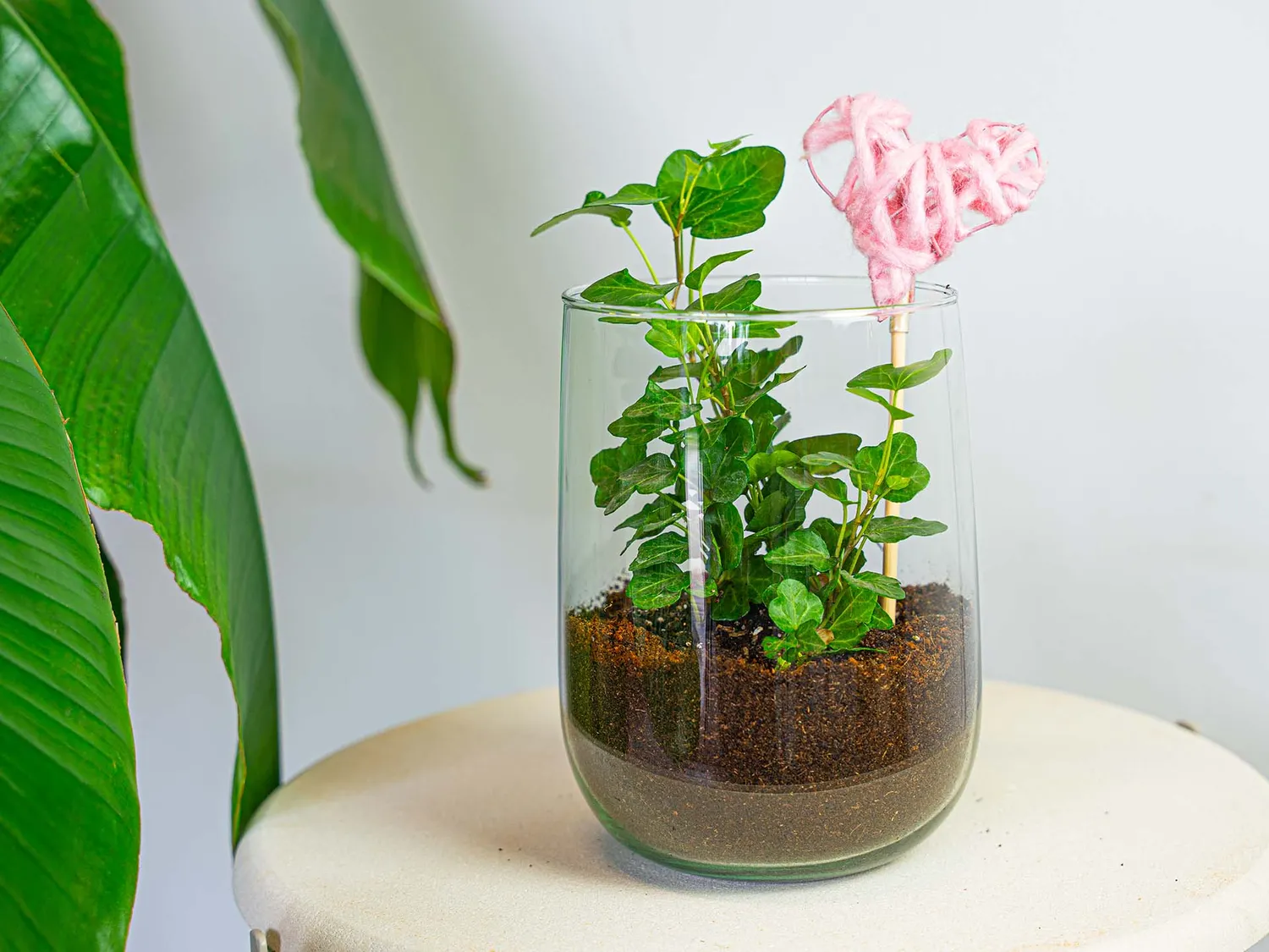 Urbanjungl Vaas Martin DIY kit 17 cm met ficus of hedera