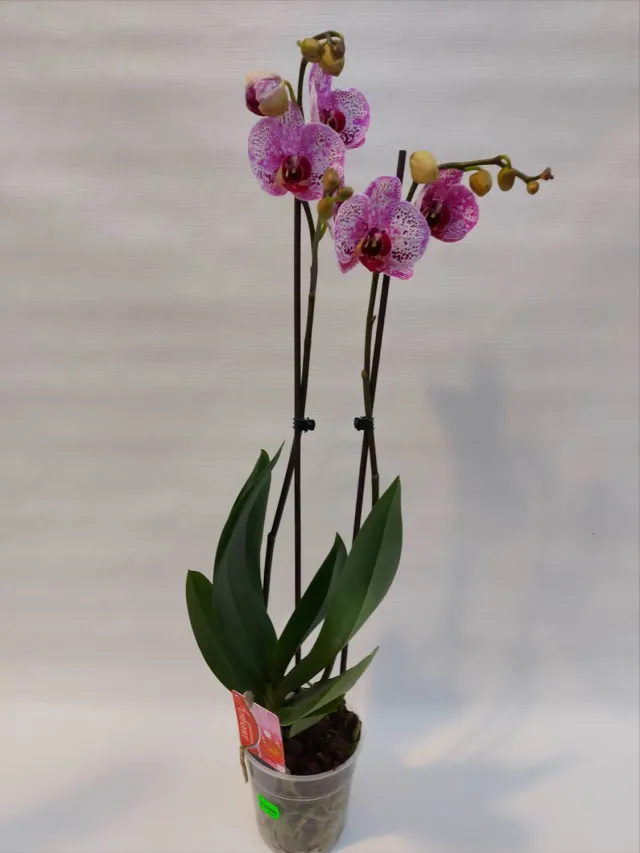 Tuincentrum Heerdink Phalaenopsis grootbloemig wit roze orchidee