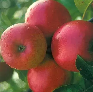 Tuincentrum Heerdink Ecolette appelboom handappel