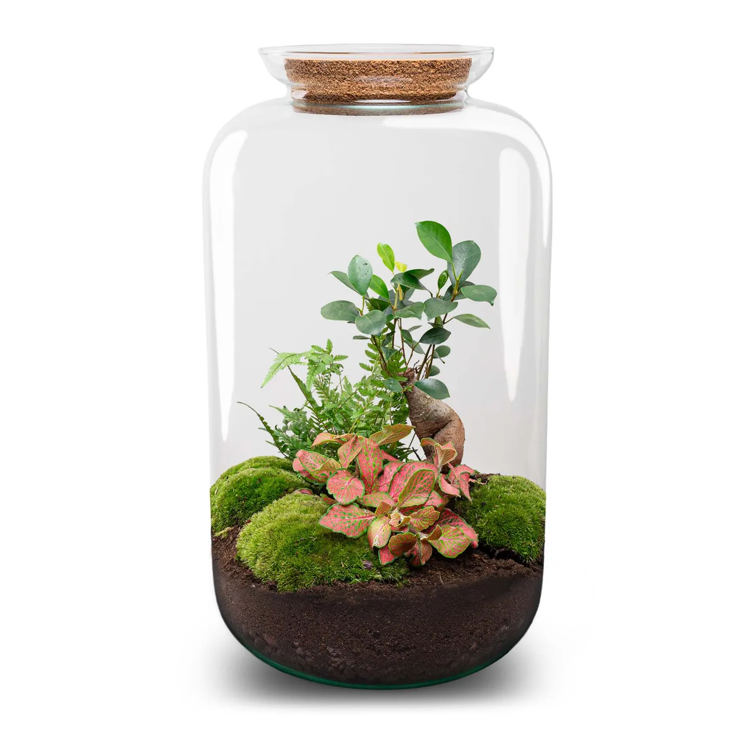 Urbanjungl Sven XL Bonsai terrarium DIY kit Ø 23 cm licht