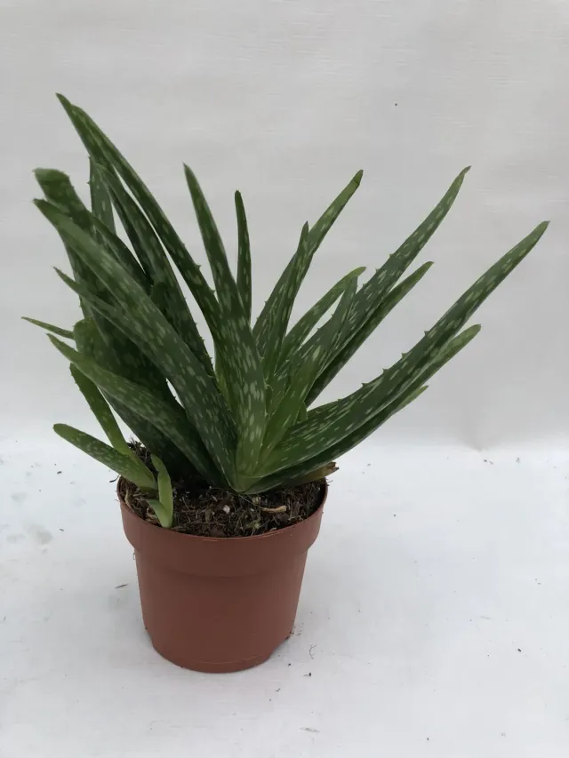 Tuincentrum Heerdink Aloe vera kamerplant 13 cm pot eetbaar blad