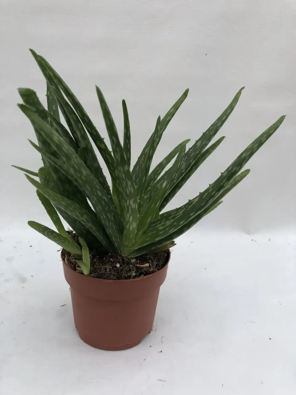 Tuincentrum Heerdink Aloe vera kamerplant 13 cm pot eetbaar blad