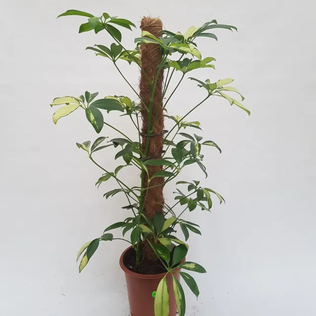 Schefflera arboricola parapluboom 70 cm kamerplant