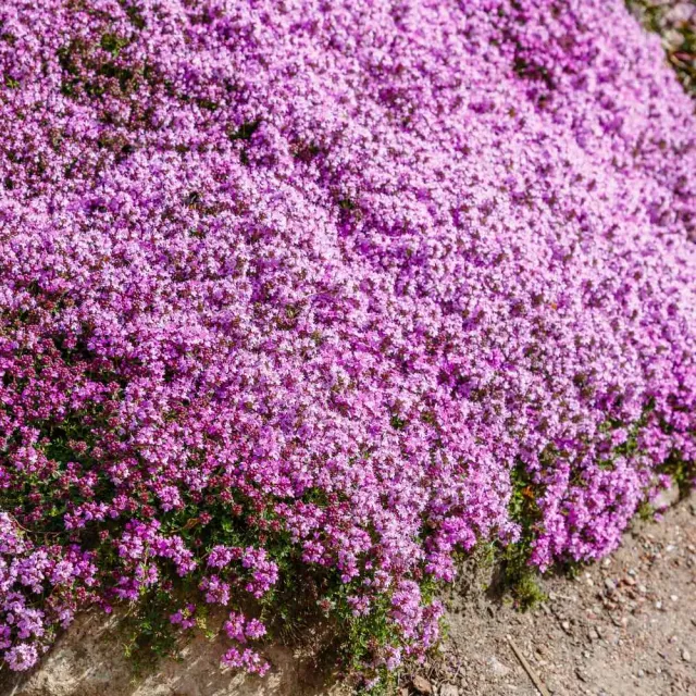 The Natural World Cascata Lemonade citroentijm plant