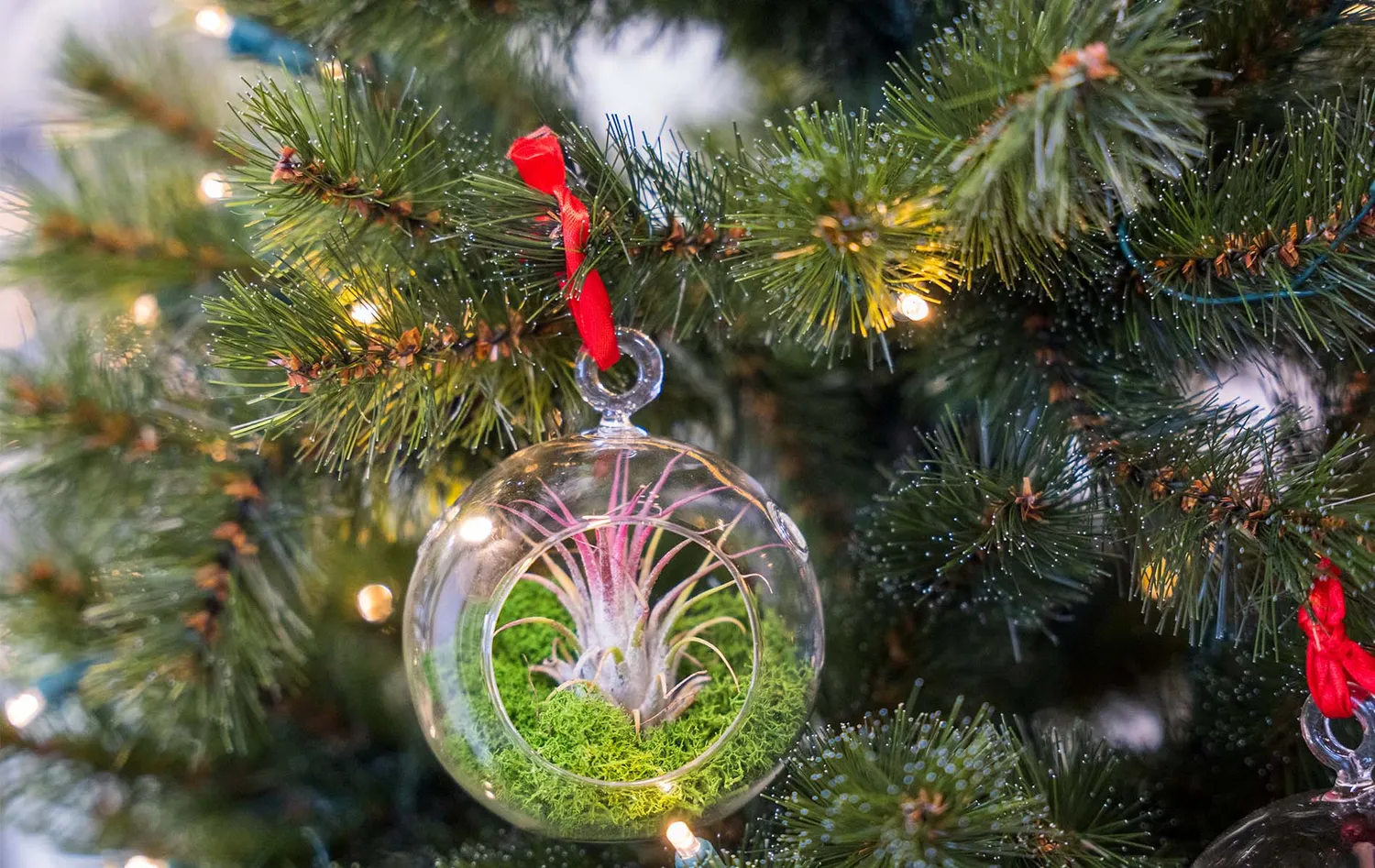 Urbanjungl Kerstbal glas hangend met airplant en mos