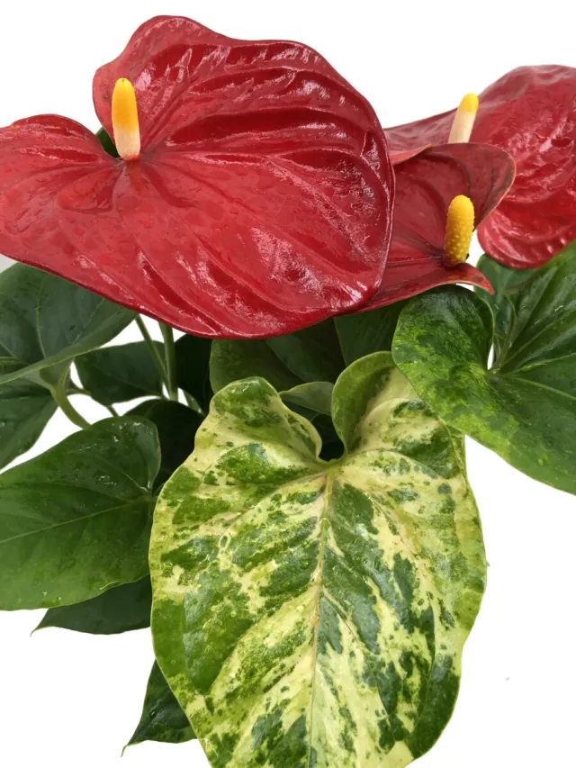 XL-Bloom YoungPlants XL.916 aardbeiplant James Bond