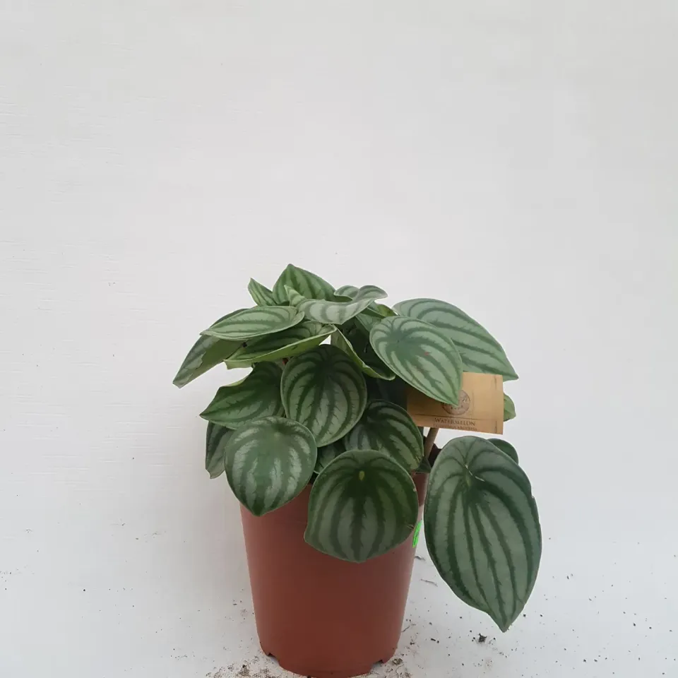 Tuincentrum Heerdink Peperomia argyreia watermeloenplant compact