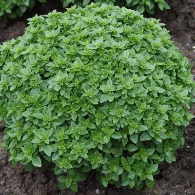 The Natural World Basilicum Pluto basilicumplant P9 compact