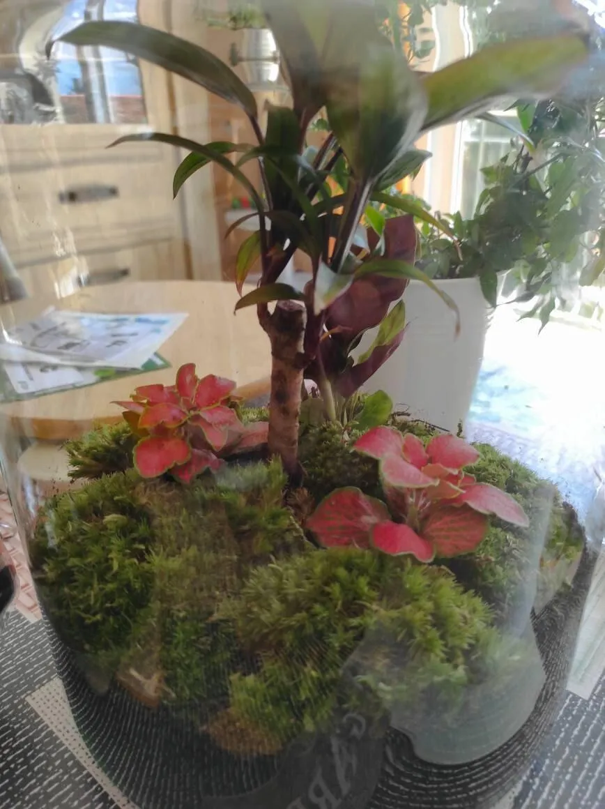 Urbanjungl Milky Palm terrarium DIY kit Ø 21 cm met licht