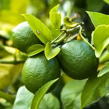 The Natural World Citrus aurantifolia limoenboom in pot