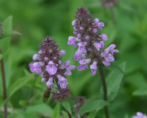The Natural World Stachys palustris moerasandoorn plant P9 eetbaar