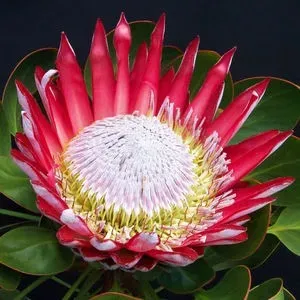The Natural World Protea cynaroides Little Prince plant bloeiend