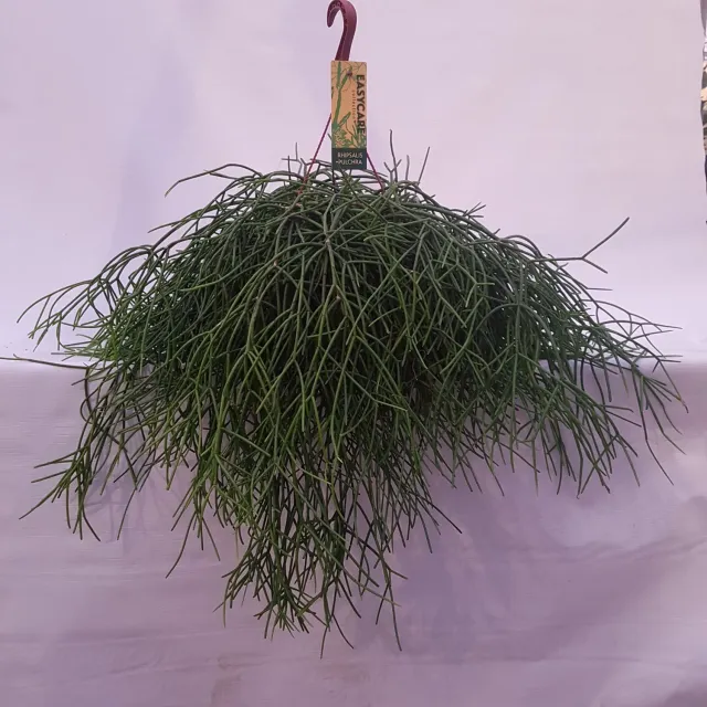 Tuincentrum Heerdink Rhipsalis pulchra koraalcactus hangplant