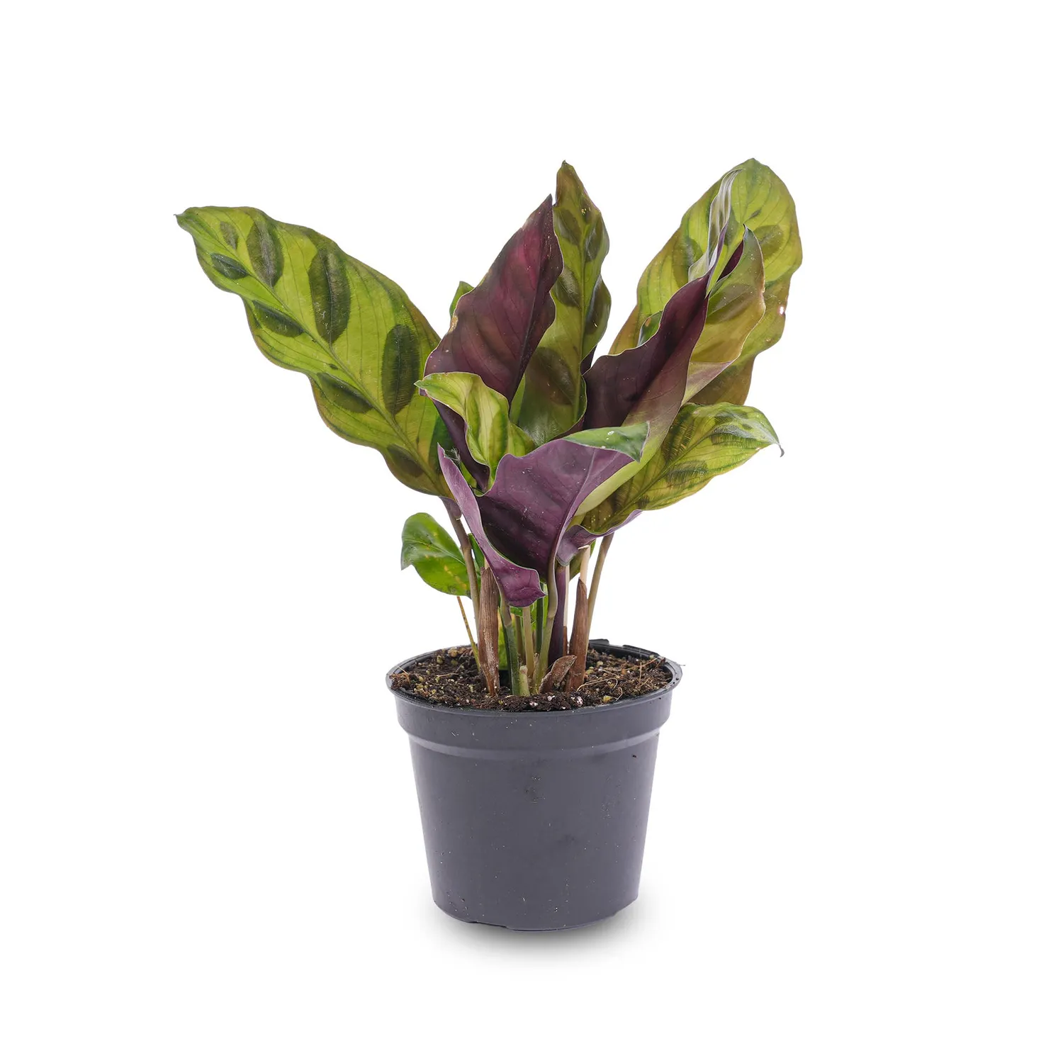 Urbanjungl Calathea Lancifolia terrariumplant pot 6 groen