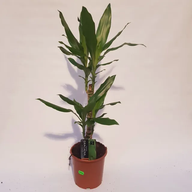 Tuincentrum Heerdink Dracaena steudneri drakenbloedboom groen